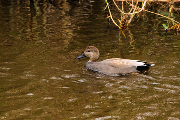 Gadwall