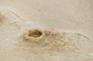 ghost crab on sand beach closeup