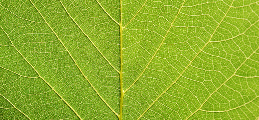 leaf texture closeup