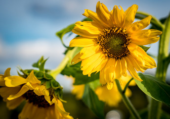 Naklejka premium Closeup image of Yellow sunflower