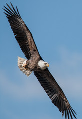 Bald Eagle in flight - Hight definition