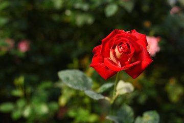 Close-up shots of beautiful roses in the garden