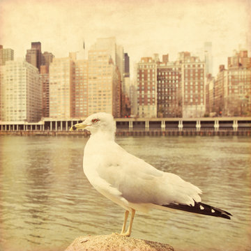 Retro image of seagull in New York City.
