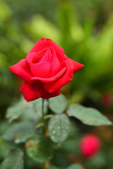 Close-up shots of beautiful roses in the garden