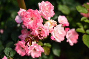Naklejka na ściany i meble Close-up shots of beautiful roses in the garden