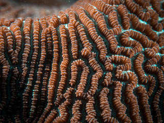 Coral Reef Texture, Macro