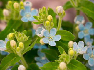 オキシペタルム