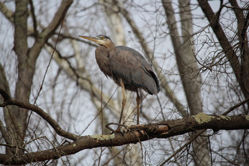 Great Blue Heron