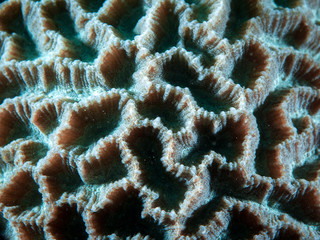 Coral Reef Texture, Macro