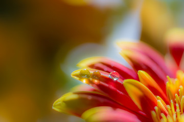 Macro of water drops on orange gerber
