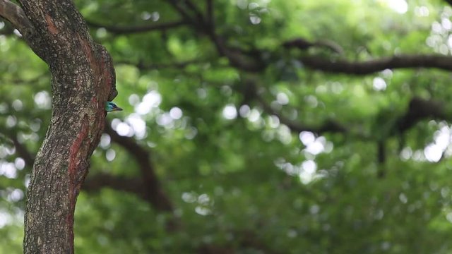 A bird Taiwan Barbet (Megalaima nuchalis) in the hole nest on the tree at Taiwan Daan Forest Park in Taipei, Muller's Barbet is a Colorful Bird  a species endemic to Taiwan-Dan