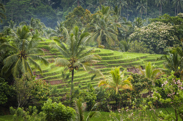 Fototapeta na wymiar Rice Fields of Bali, Indonesia. Some of the most dramatic and beautiful rice terraces in Bali can be seen around the village of Belimbing in the Tabanan Regency. 