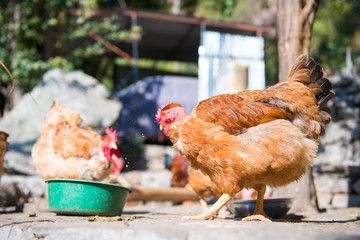 chickens are walking at henhouse