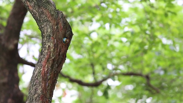A bird Taiwan Barbet (Megalaima nuchalis) in the hole nest on the tree at Taiwan Daan Forest Park in Taipei, Muller's Barbet is a Colorful Bird  a species endemic to Taiwan-Dan