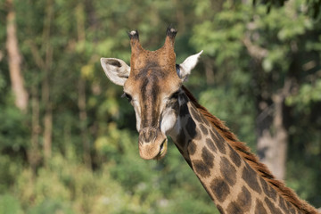 Image of a giraffe head on nature background. Wild Animals.