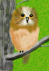 Northern Saw-Whet Owl O727
