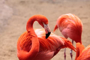 Photo sur Plexiglas Flamant Pink Caribbean flamingo Phoenicopterus ruber