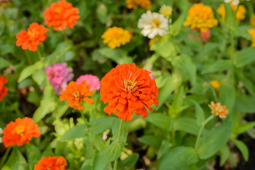 Beautiful Orange flowers