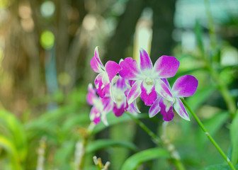 beautiful purple  orchid flowers blur background
