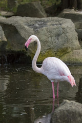 Image of a flamingo on nature background in thailand. Wild Anima