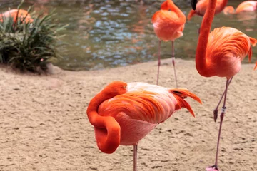 Photo sur Plexiglas Flamant Pink Caribbean flamingo Phoenicopterus ruber