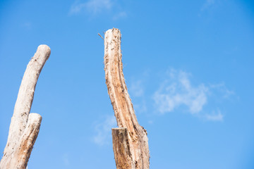 Two Tall dead tree trunks isolated blue sky