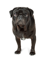 Black Pug Dog Over White