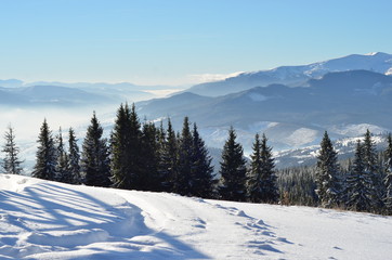 Winter nature. Winter forest landscape, snowy winter forest, winter sunny landscape