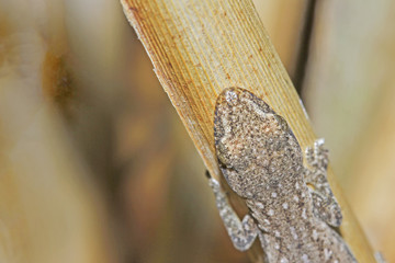 Lizard on grass in the garden