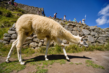 White llama in Machu Picchu