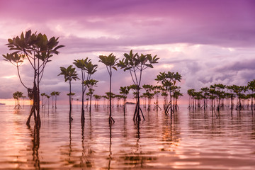 Beautiful bright sunset in the tropical sea shore. Mangrove tree