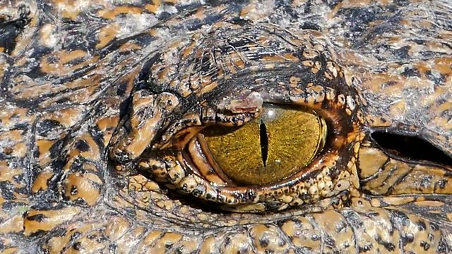 Crocodile's eye, when open eyes glance, the frightening and dangerous.