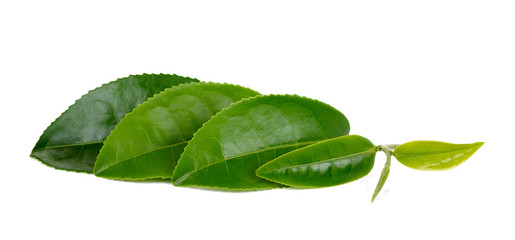 Fresh Tea leaf isolated on the white background