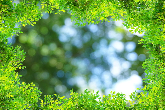  Green branch tree over nature blue and green bokeh light in spring or summer background,
ecology concept 