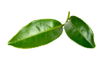 Fototapeta premium Fresh Tea leaf isolated on the white background