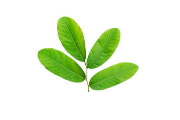 green leaf isolated on a white background 