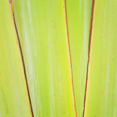 Banana tree texture and background