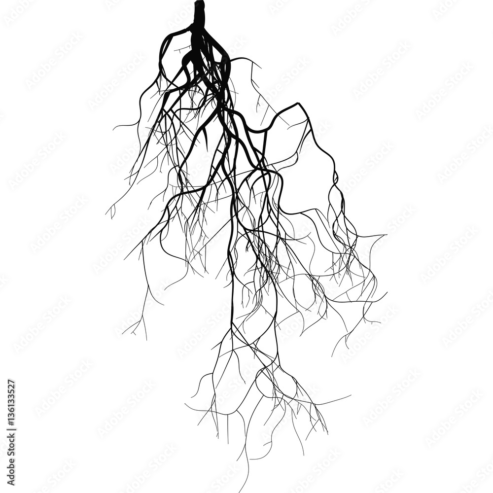 Poster black root system