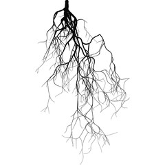 Black root system 