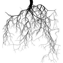 Black root system   - obrazy, fototapety, plakaty