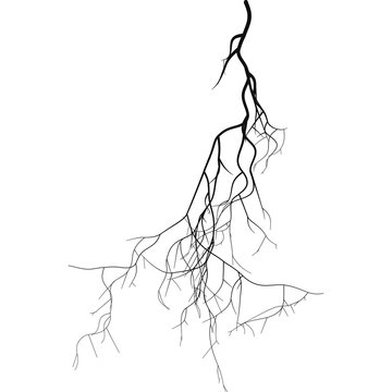 Black root system  