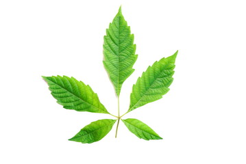 Naklejka na ściany i meble green leaf isolated on a white background 