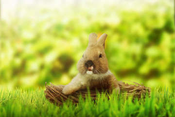 Fluffy foxy rabbit on basket