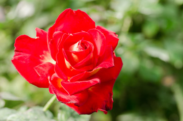 Red rose flower blossom in a garden