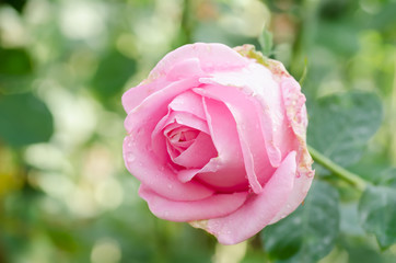 Pink rose flower blossom in a garden