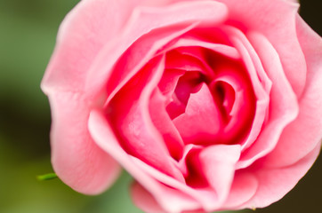 Fototapeta na wymiar Pink roses flower blossom in a garden