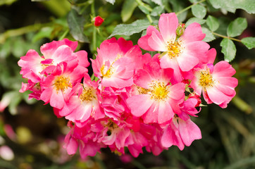 Pink roses flower blossom in a garden