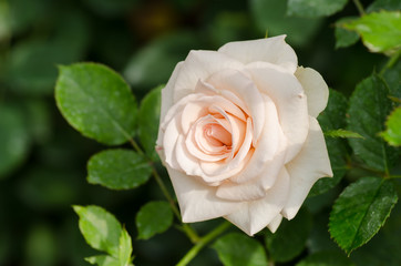 White rose flower blossom in a garden