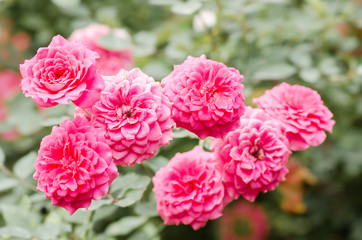Pink roses flower blossom in a garden