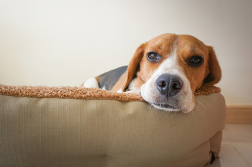 Portrait cute beagle puppy dog on white background